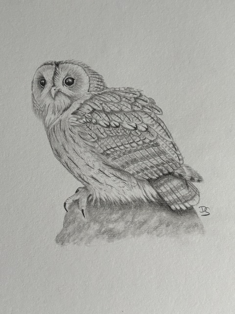 Tawney Owl